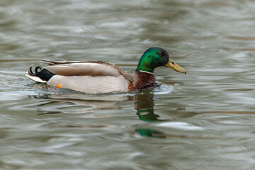 Mallard male (Anas platyrhynchos) swimming on a river.