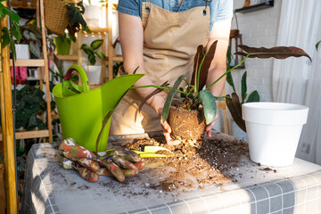 Repotting a home plant Philodendron Santa Leopoldina into new pot in home interior. Caring for a potted plant, earthen lump with roots