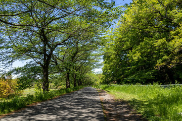 新緑の葉が美しい埼玉県見沼用水路沿いの桜並木