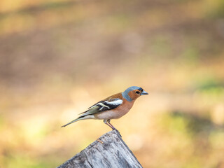 Common chaffinch, Fringilla coelebs, sits on a tree. Common chaffinch in wildlife.