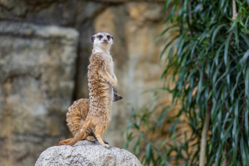 Meerkat in the zoo park