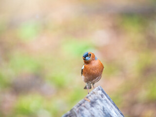 Common chaffinch, Fringilla coelebs, sits on a tree. Common chaffinch in wildlife.