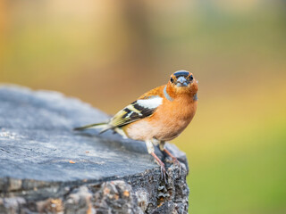 Common chaffinch, Fringilla coelebs, sits on a tree. Common chaffinch in wildlife.