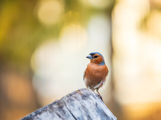 Common chaffinch, Fringilla coelebs, sits on a tree. Common chaffinch in wildlife.