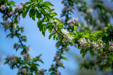 Arbre fruitier en pleine floraison