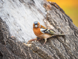 Common chaffinch, Fringilla coelebs, sits on a tree. Common chaffinch in wildlife.