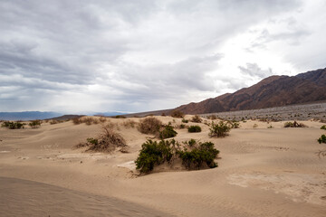 landscape in the desert