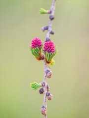 Larch tree fresh pink cones blossom at spring on nature background