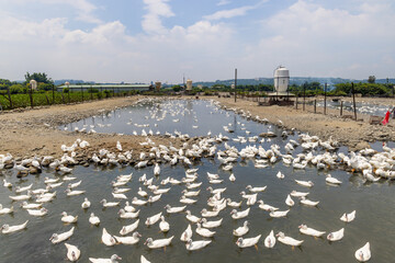 Agriculture group of white duck in the water pond