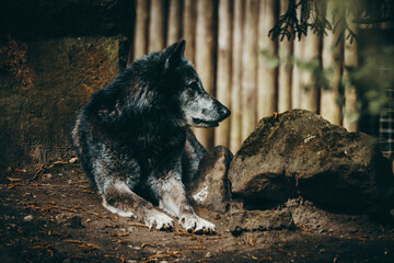 Schwarzer liegender Timberwolf (Canis lupus lycaon) in einem Zoogehege in Münster