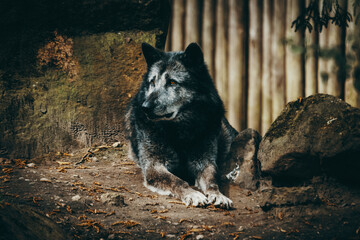 Schwarzer liegender Timberwolf (Canis lupus lycaon) in einem Zoogehege in Münster