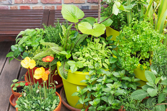 Green herbs cultivated in balcony garden
