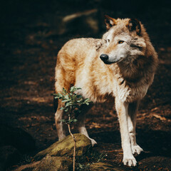 Portrait eines Sandfarbenen Timberwolfs (Canis lupus lycaon) in einem Zoogehege in Münster