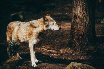 Portrait eines Sandfarbenen Timberwolfs (Canis lupus lycaon) in einem Zoogehege in Münster