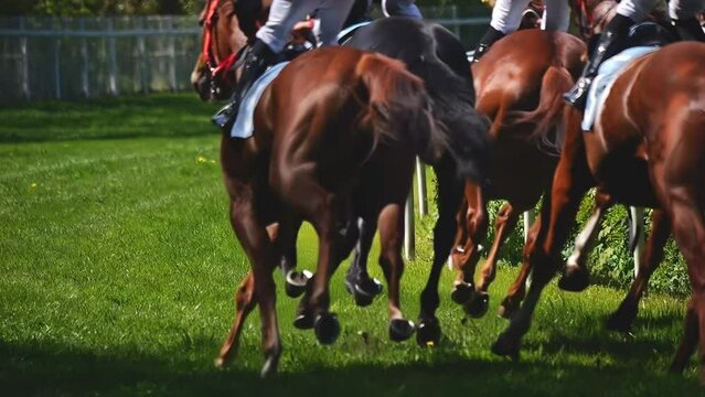 Slow motion horse race, muscular horses running on green grass.