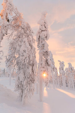 Tall frozen trees in snowy landscape