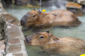 Naklejka premium Capybara swim in the water pond at zoo park