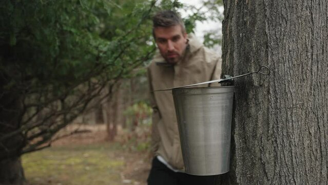 Detail shot of maple sugar tap with bucket of water run during spring (4k 24fps)