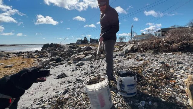 Beach worker cleaning up seaweed sandy beach Slow Motion (4k 30p)