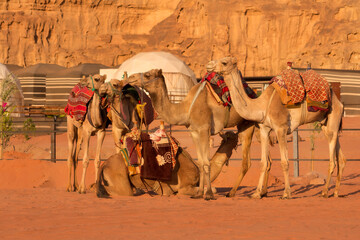 Jordan, camels caravan rests in majestic Wadi Rum desert, Valley of the Moon. Landscape with camp tents and sandstone mountain rocks