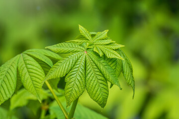 Green Chestnut Leaves in beautiful light. Spring season, spring colors.