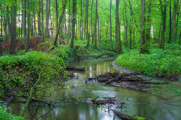 Fototapeta na wymiar river in the woods