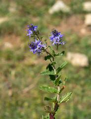 Macrophotographie de fleur sauvage - Véronique couchée - Veronica prostrata