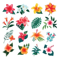 Fotobehang Tropische planten hawaiian flower leaf summer hawaii tropical floral nature vector hibiscus illustration plant aloha decoration