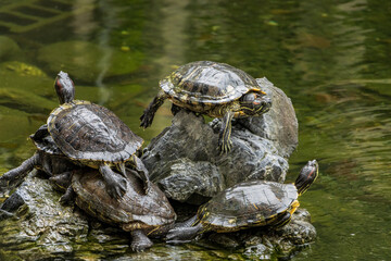 Three Trachemys scripta elegans are sunbathing at National Taiwan University of Science and Technology in Da'an District, Taipei City, Taiwan on October 9, 2022