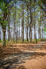 Forest Floor at Assateague Island off the coasts of Maryland and Virginia