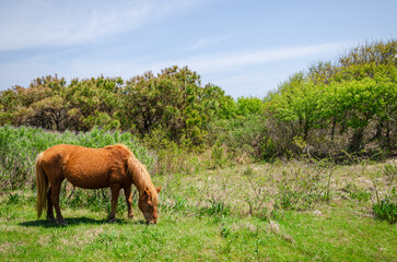 Wild Horses at Assateague Island off the coasts of Maryland and Virginia