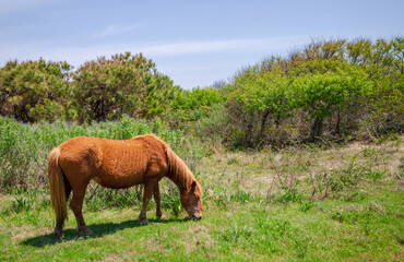 Naklejka premium Wild Horses at Assateague Island off the coasts of Maryland and Virginia