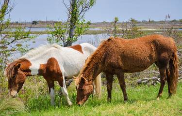 Wild Horses at Assateague Island off the coasts of Maryland and Virginia
