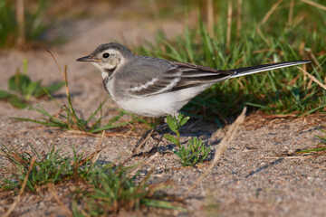 Juvenile Bachstelze an einem Fluss in Brandenburg	
