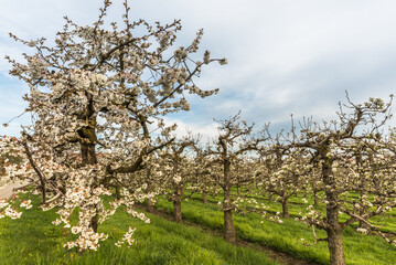 Naklejka premium Flowering cherry trees (Prunus avium) in orchard in spring, Egnach, Canton Thurgau, Switzerland