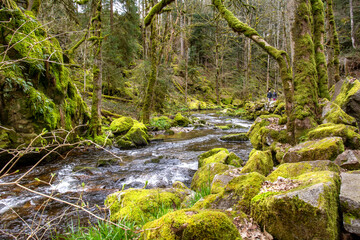 Rivière forestière en Europe