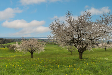 Fototapeta na wymiar Blooming cherry trees (Prunus avium) on a meadow in spring with scenic view of Lake Constance, Roggwil, Canton Thurgau, Switzerland