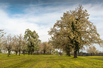 Blooming cherry tree garden (Prunus avium) in spring, Roggwil, Canton Thurgau, Switzerland