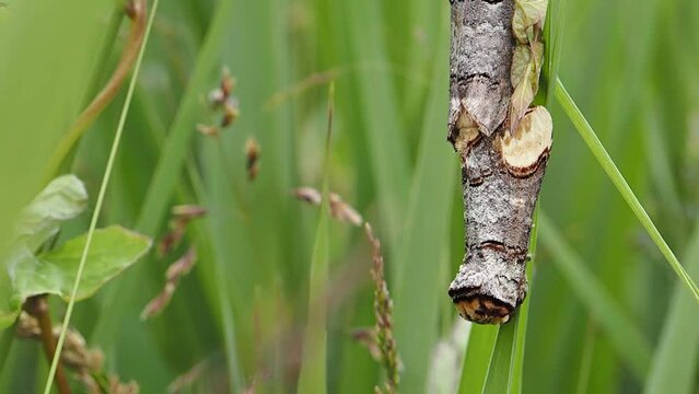 Buff tipped moths mating, Lancashire