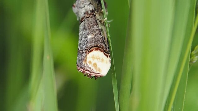 Buff tipped moth, Lancashire