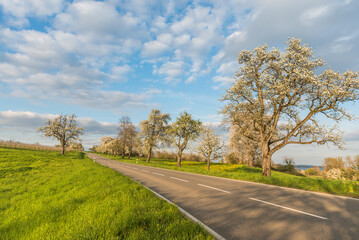 Obraz premium Country road with blossoming fruit trees on the Hoeri peninsula near Gaienhofen, Baden-Wuerttemberg, Germany