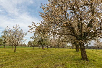 Blooming cherry tree garden (Prunus avium) in spring, Roggwil, Canton Thurgau, Switzerland