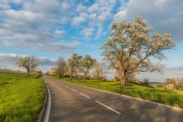 Country road with blossoming fruit trees on the Hoeri peninsula near Gaienhofen, Baden-Wuerttemberg, Germany
