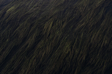 Sea Grass