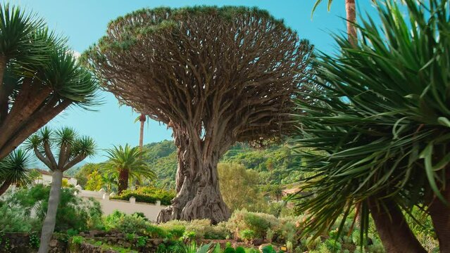 Ancient Dragon Tree in Icod de los Vinos town on Tenerife, Canary Islands, Spain
