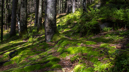Fototapeta premium the forest is covered with thick green moss