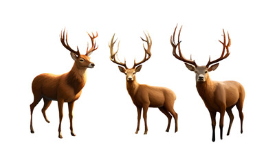 Naklejka na ściany i meble vector illustration of deer