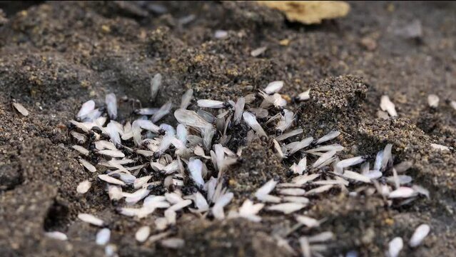 Swarm of winged black flying ants, lasius niger, under a patio stone in a UK garden.  Real time.