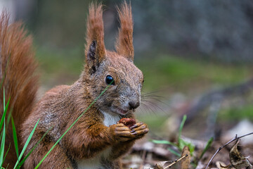 Naklejka na ściany i meble red squirrel eating walnut. Spring in Poland
