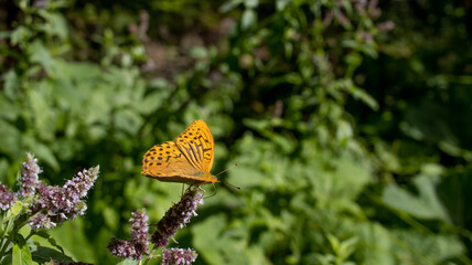 An orange butterfly sits on a flower